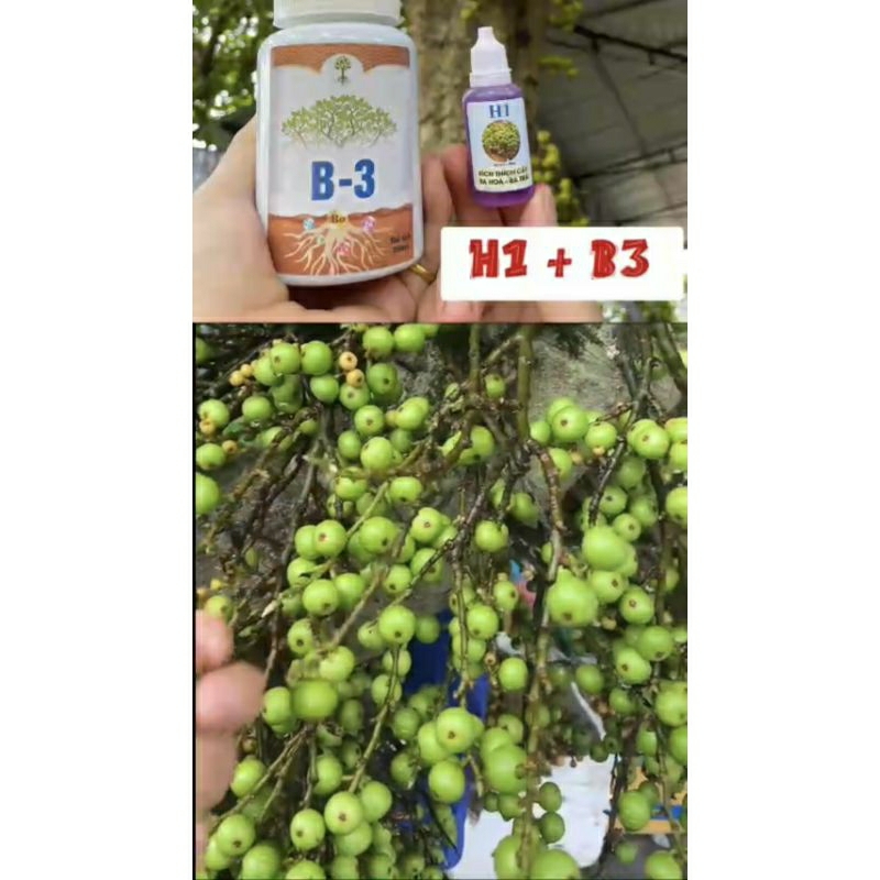 siêu dưỡng cây kích hoa và quả