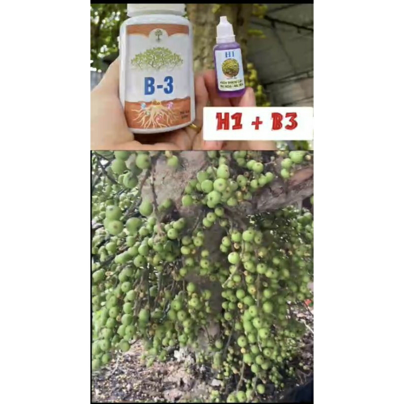 H1+B3 chế phẩm kích quả nghịch vụ cho sung và cây thân gỗ