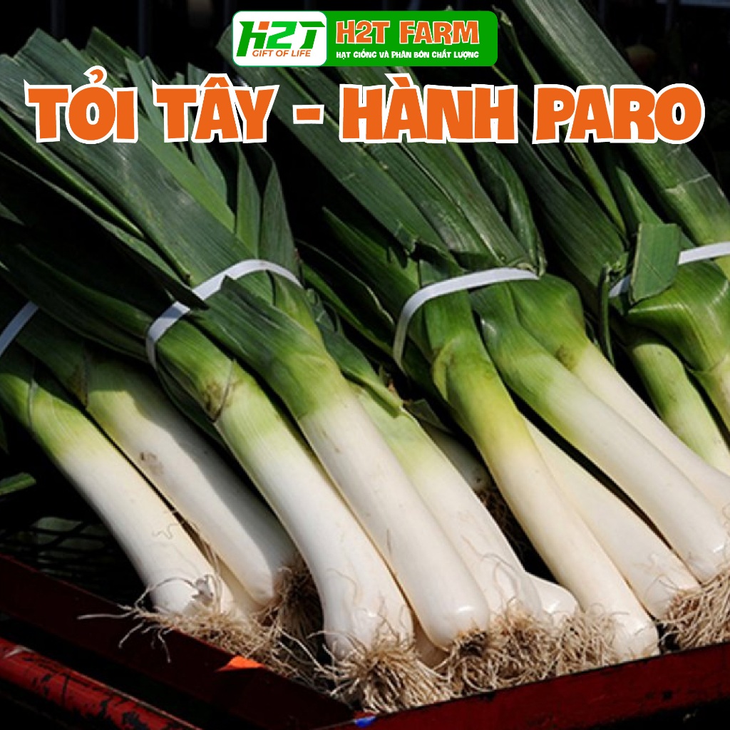 Hạt giống Hành Boaro, tỏi tây, hành baro, boa rô 1gr | Shopee Việt Nam
