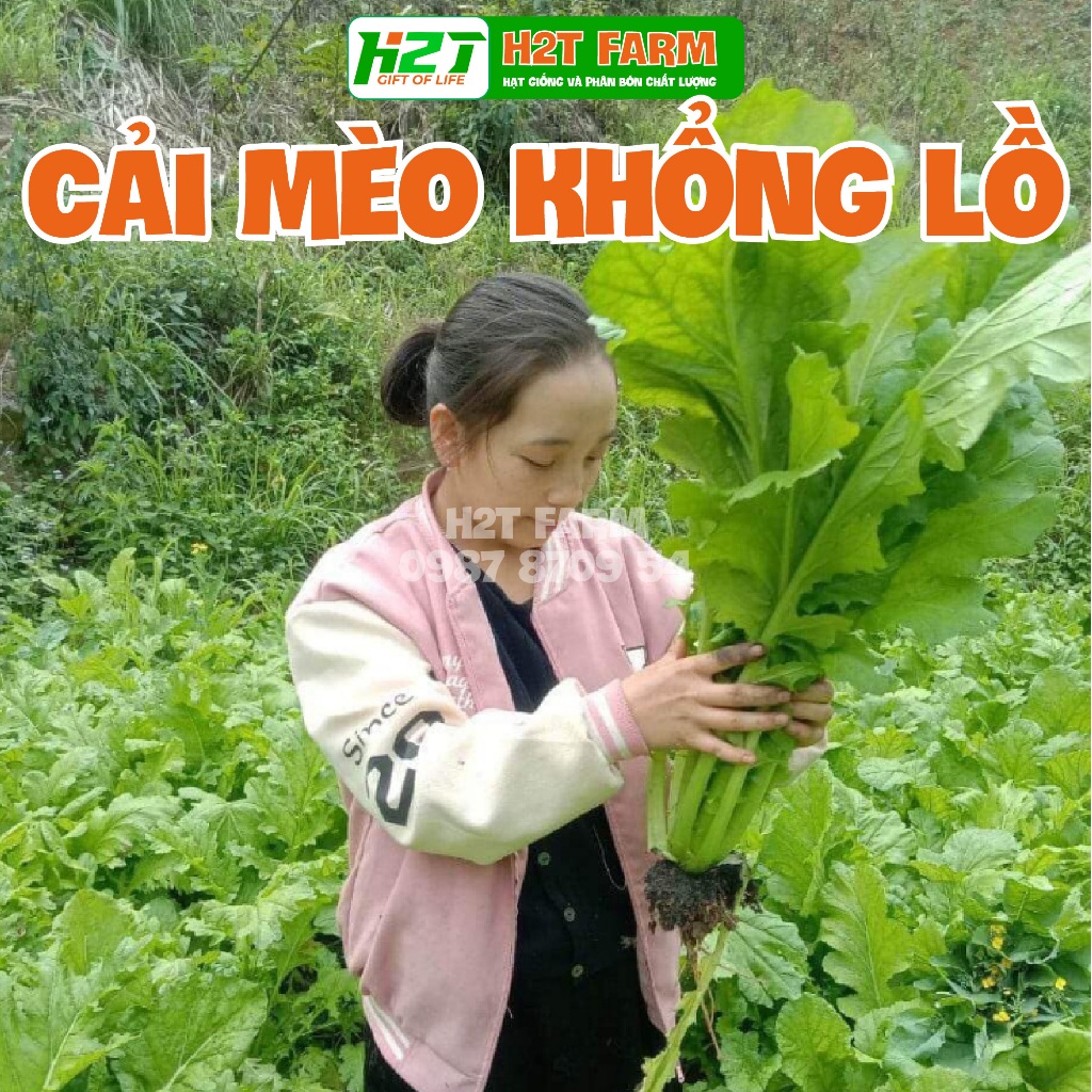 Hạt giống rau Cải mèo hà Giang, cải khổng lồ - h2t farm | Shopee Việt Nam