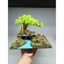 Tiểu cảnh Cây Gỗ Lũa Bonsai bám trên hang đá dành cho bể cá cảnh, bể thủy sinh. Phù hợp với bể cá 25 đến 40 cm