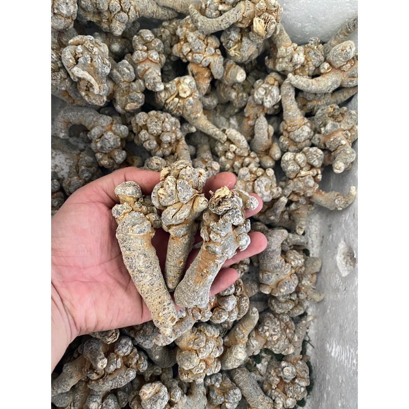 Củ tam thất Bắc Size 24 củ tam thất khô, thơm, hàng chuẩn Tây Bắc 100gr