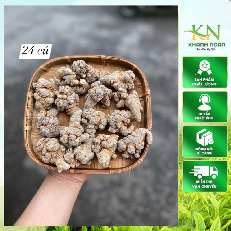 Củ tam thất Bắc Size 24 củ tam thất khô, thơm, hàng chuẩn Tây Bắc 100gr