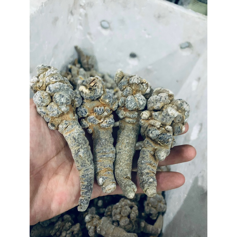 Củ tam thất Bắc Size 24 củ tam thất khô, thơm, hàng chuẩn Tây Bắc 100gr