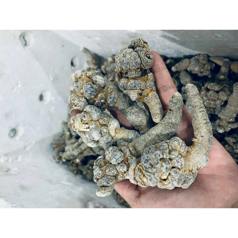 Củ tam thất Bắc Size 24 củ tam thất khô, thơm, hàng chuẩn Tây Bắc 100gr