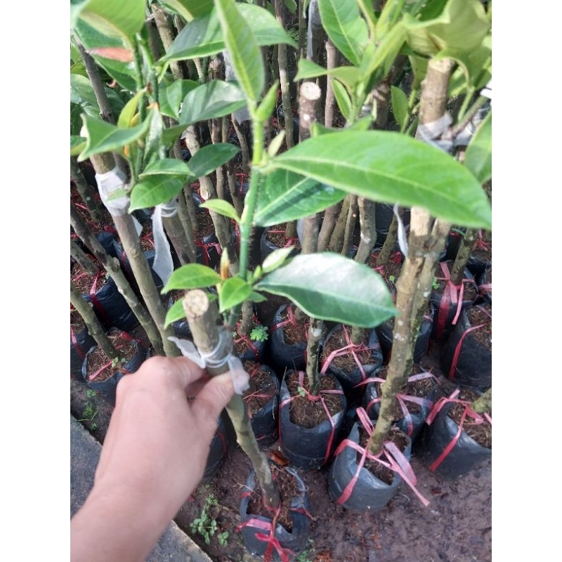 Cây Mít tố nữ | Shopee Việt Nam