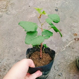 Cây nho ngón tay đen không hạt - cây ăn quả