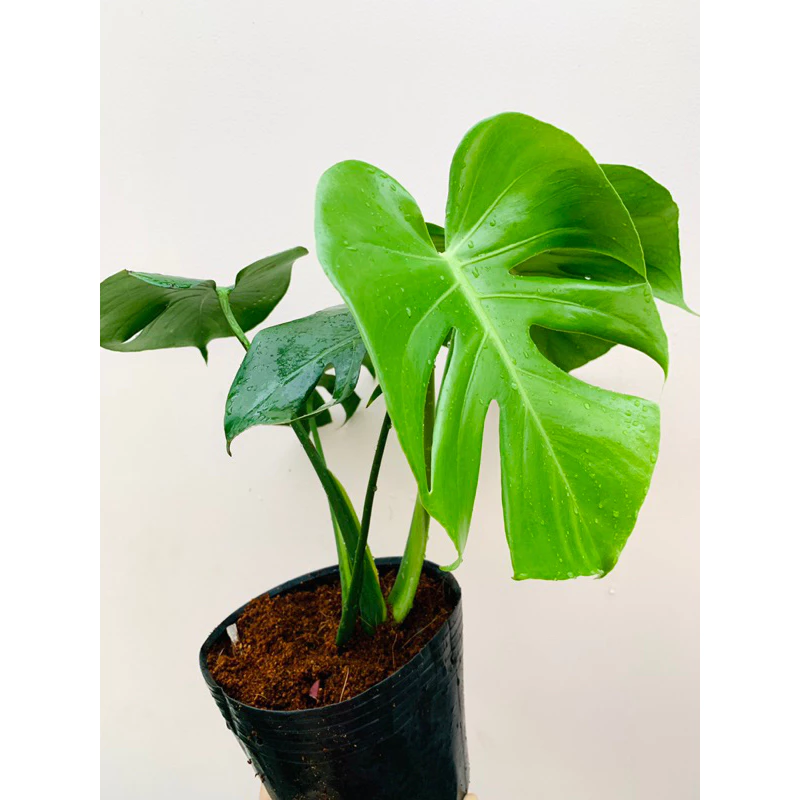 Cây Monstera Deliciosa - Trầu Bà Lá Xẻ