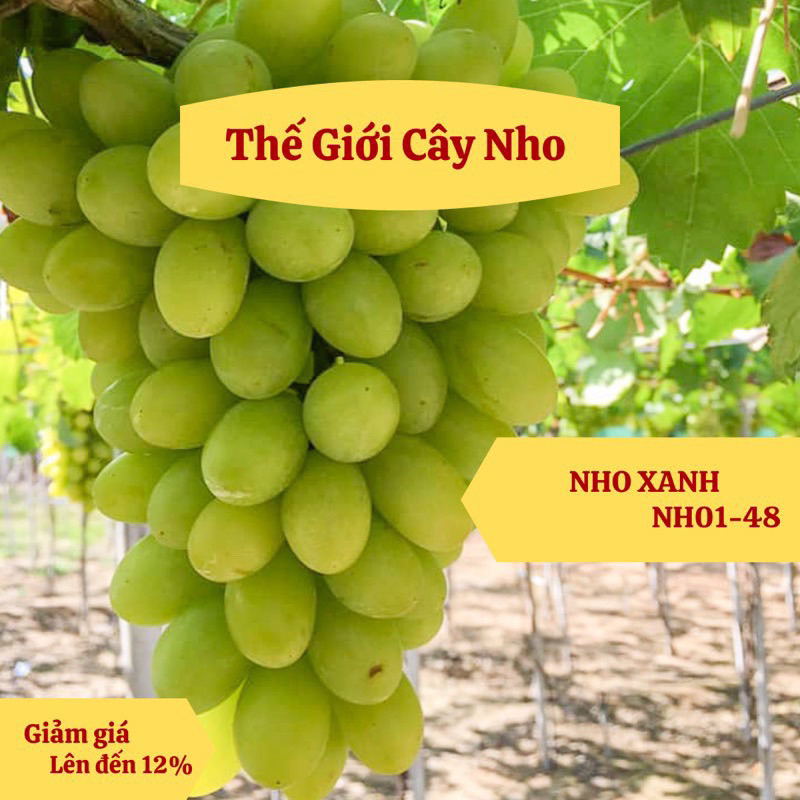 Giống nho XANH NH01-48 (NGÓN TAY XANH) | Shopee Việt Nam