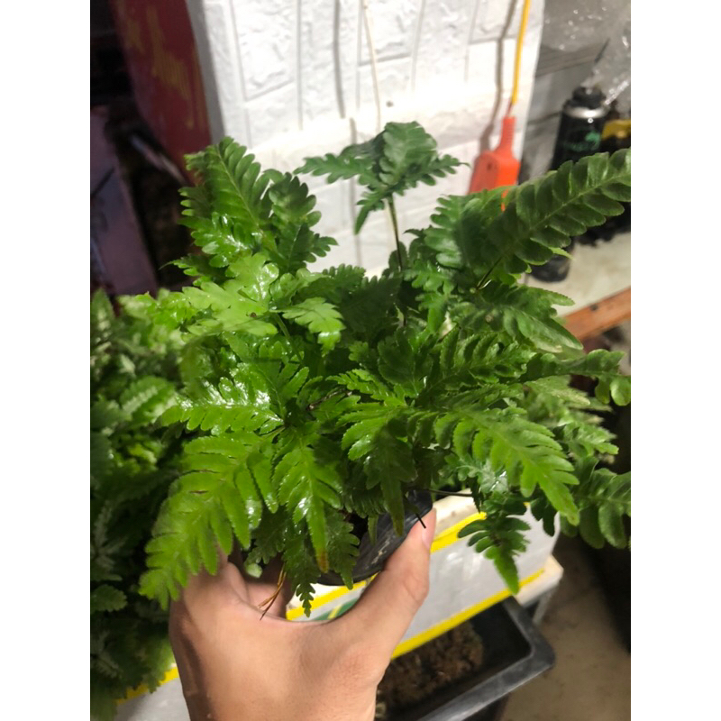 Cây dương xỉ var, cẩm thạch trang trí bể terrarium,bán cạn