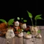 Bình đá trồng cây thủy sinh trang trí bàn trà, văn phòng máy tính, taplo ô tô [TẶNG KÈM CÂY NHỰA]