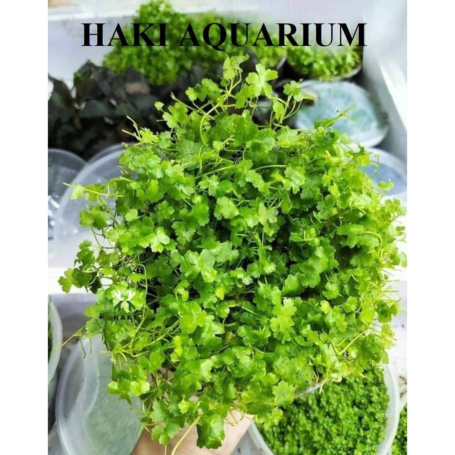 Rau má hương: Cây Thủy Sinh | Shopee Việt Nam