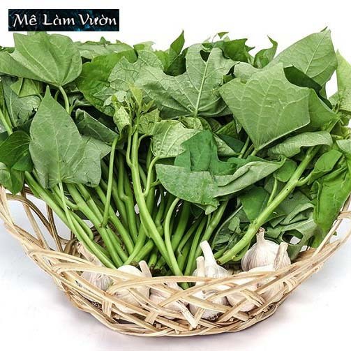 Dây khoai lang giống siêu củ/siêu đọt chất lượng cao | Shopee Việt Nam