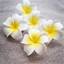 Hoa sứ giả làm trang trí. decor spa (bông)
