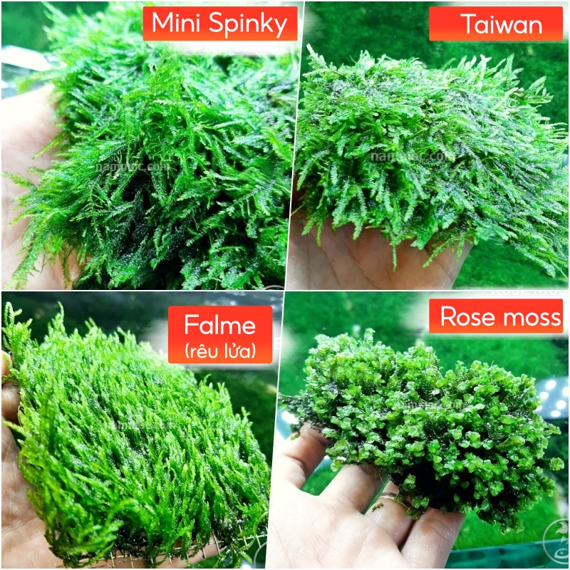 [Tổng hợp] Rêu Thủy Sinh - Rêu MiniTaiwan,Rêu Taiwan,Rêu Flame,Rêu ...
