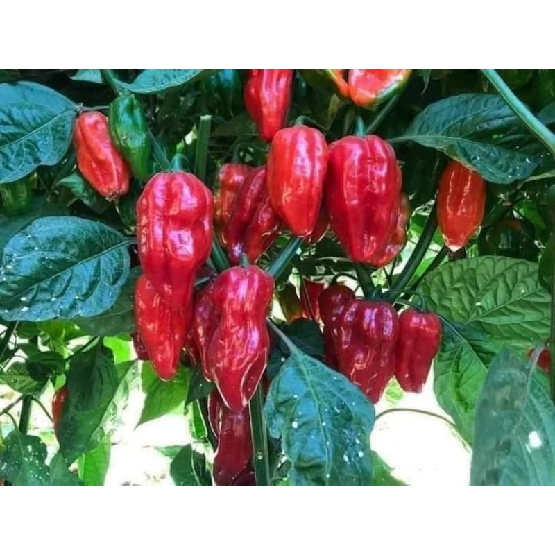 Combo 10 hạt giống ớt ngoại các loại siêu cay, thơm ngon