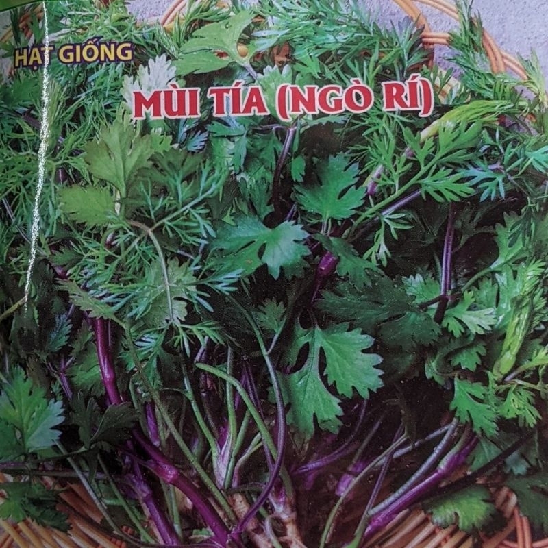 20 gr  Hạt Giống Rau Mùi Tía ( Ngò Rí) Cực thơm, rất dễ trồng