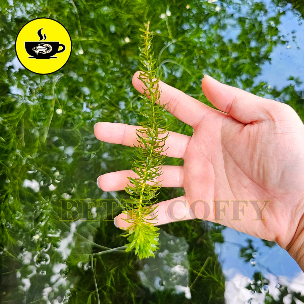 Rong La Hán Đuôi Chó Tiểu Bảo Tháp - Cây Thủy sinh trang trí hồ cá hòn ...