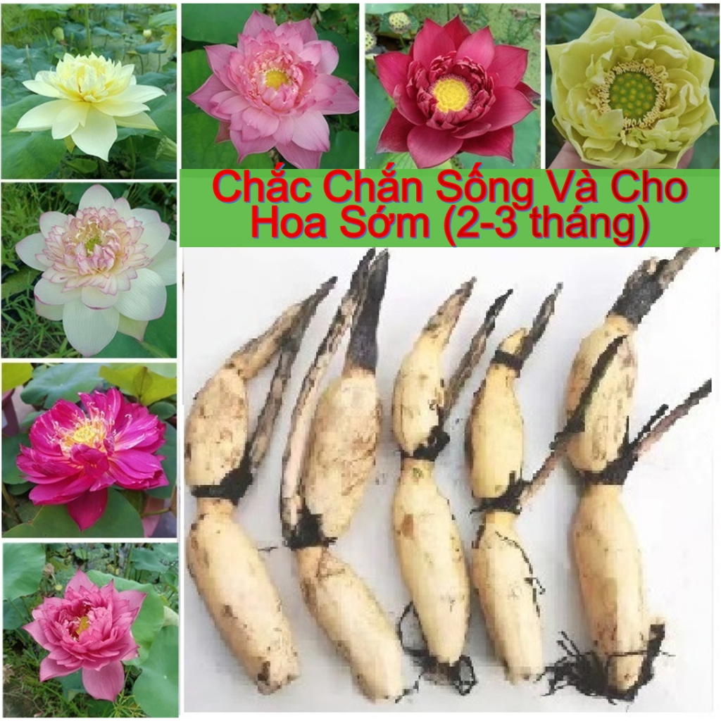 Cây Sen Giống Ngẫu Nhiên Hạt Giống, Củ Sen Các Loại Cây Lớn Hoa Lớn ...