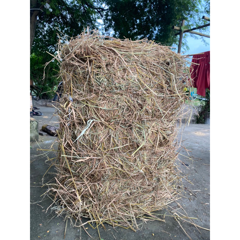 Rơm cuộn trang trí halowen, noel, tết( miễn phí ship) | Shopee Việt Nam