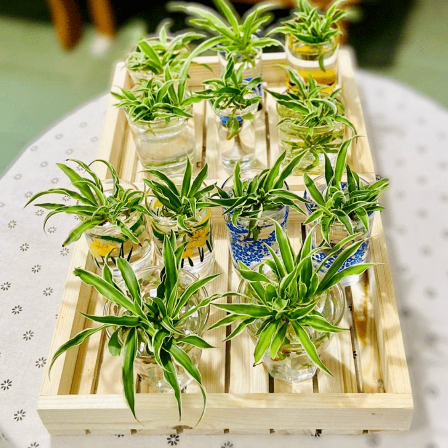 Khay Gỗ Pallet Chữ Nhật Đa Năng - Khay Trà, Hoa Quả, Coffee Gỗ Thông Decor 30x23 40x26cm - TC Home