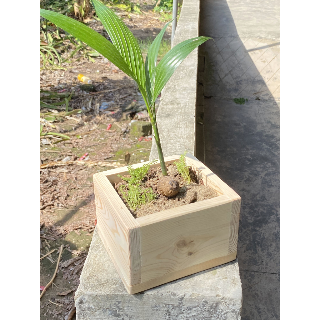 Chậu Gỗ Thông Hình Vuông Trồng Cây Mini, Bonsai, Sen Đá - Chậu Decor Bàn Làm Việc Nhiều Size - TC Home