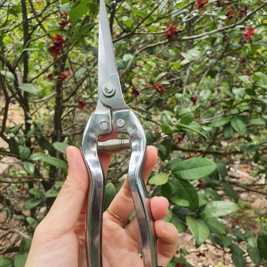 Combo Dụng Cụ Làm Vườn Cây Cảnh NB (Kéo Cắt Cành SK5, Kéo Cắt Trắng Đỏ, Cưa Lách New và Tỉa Thép Trắng) GD Smart