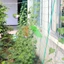 Lưới làm giàn dây leo(0,9m x 1,8m) lưới làm giàn cây Ollie net