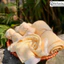 Khăn mặt kiêm tẩy trang từ 100% tơ tằm Hanhsilk - làm sạch da, chống lão hóa, mềm mịn an toàn