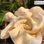 Khăn mặt kiêm tẩy trang từ 100% tơ tằm Hanhsilk - làm sạch da, chống lão hóa, mềm mịn an toàn
