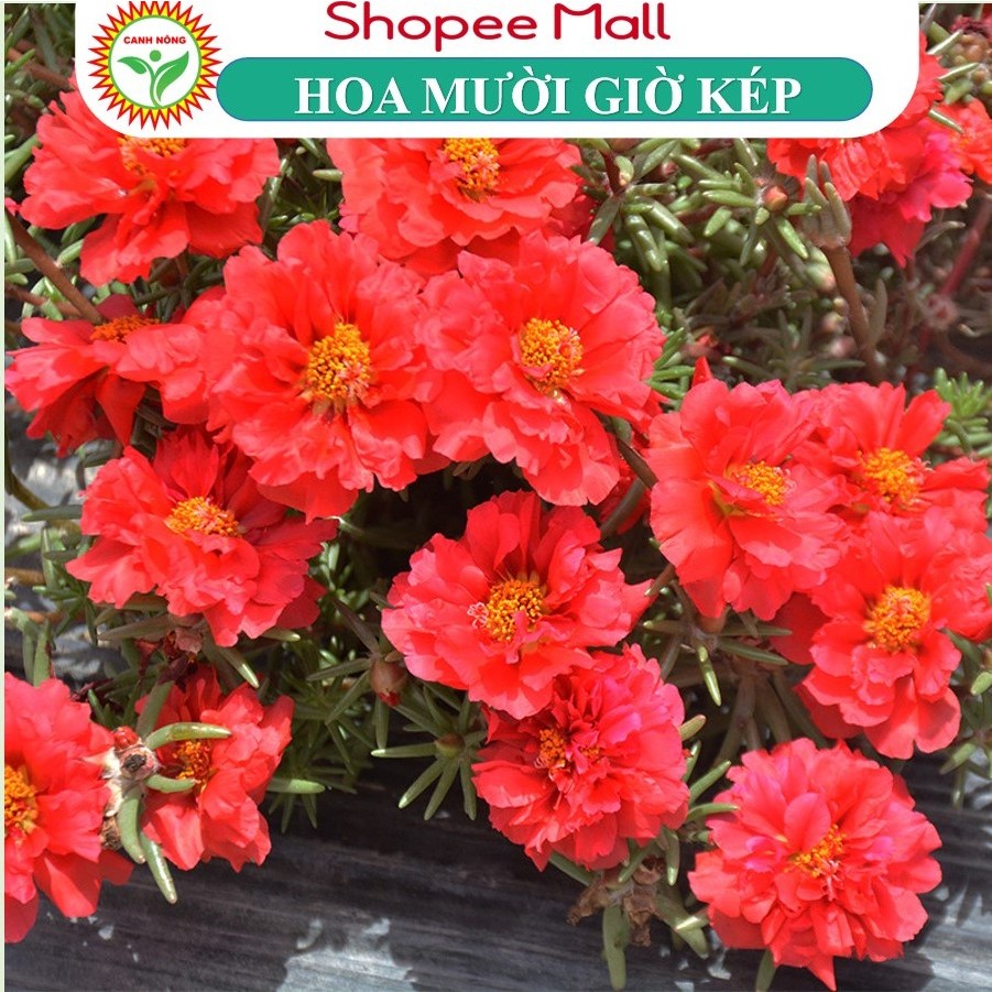 Hạt giống Hoa Tết - Các Loại Đặc Biệt - Đủ Màu Bông To Rất Dễ Trồng 1000 Hạt - Hạt Giống CANH NÔNG
