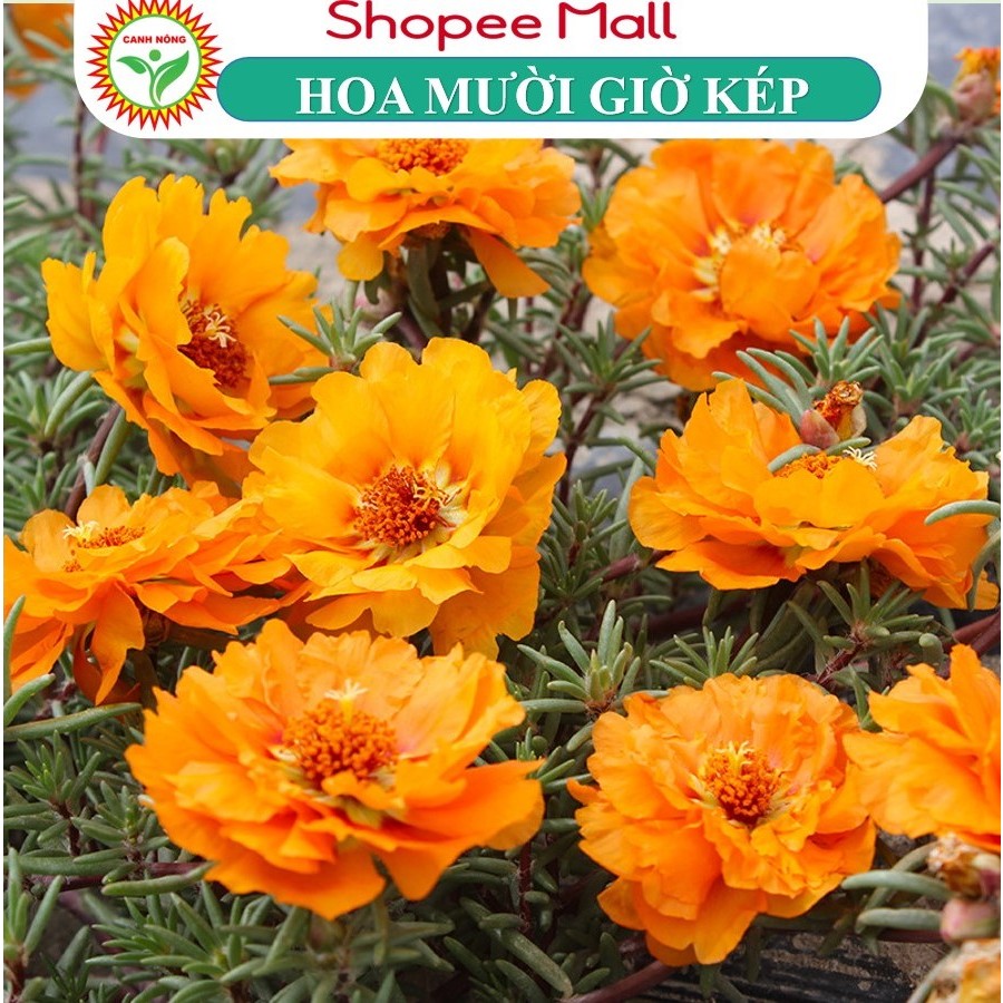 Hạt giống Hoa Tết - Các Loại Đặc Biệt - Đủ Màu Bông To Rất Dễ Trồng 1000 Hạt - Hạt Giống CANH NÔNG