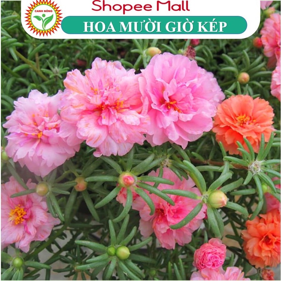 Hạt giống Hoa Tết - Các Loại Đặc Biệt - Đủ Màu Bông To Rất Dễ Trồng 1000 Hạt - Hạt Giống CANH NÔNG