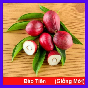 Cây đào tiên Nhật Bản - cây ăn quả - 1 năm ra quả