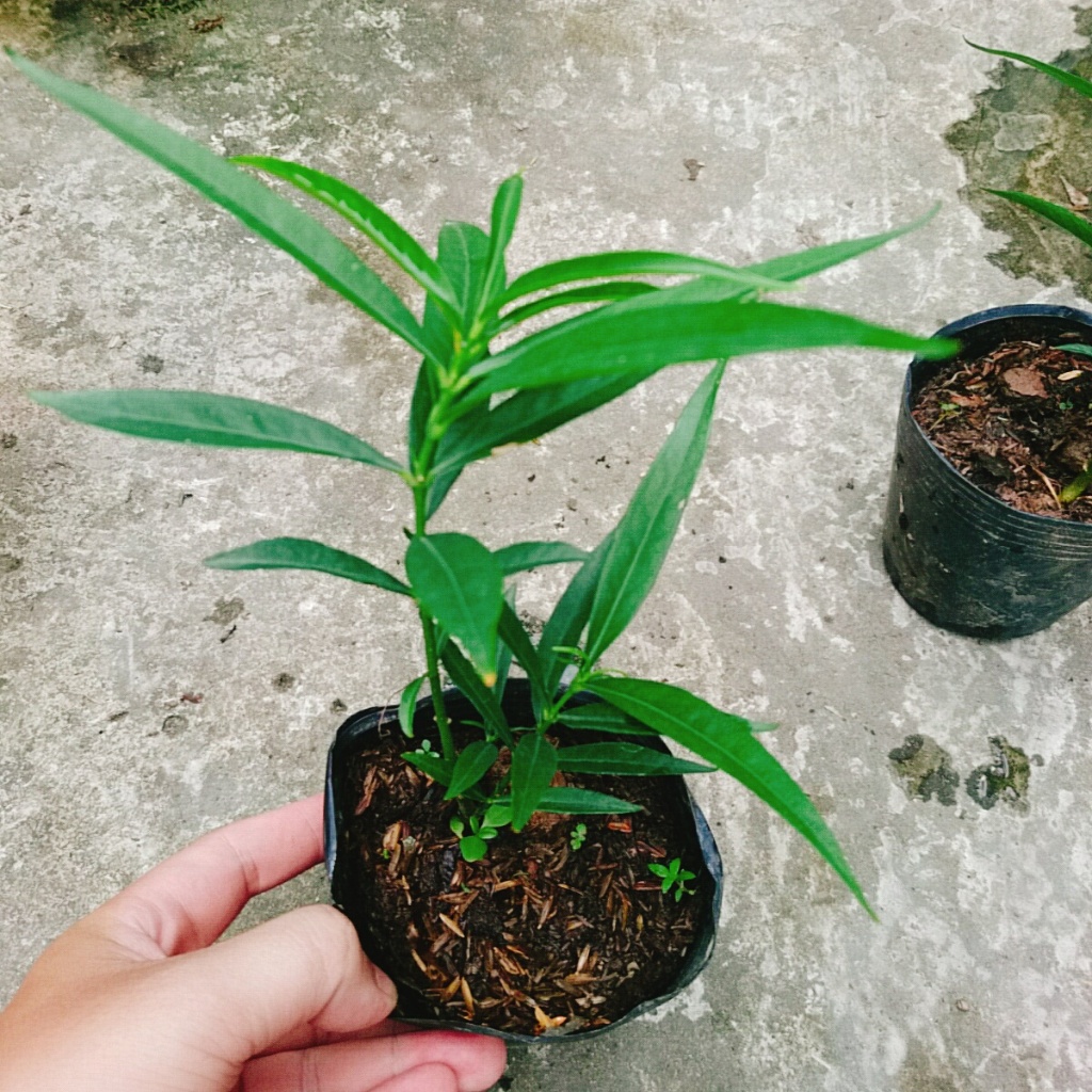 Cây đào tiên Nhật Bản - cây ăn quả - 1 năm ra quả