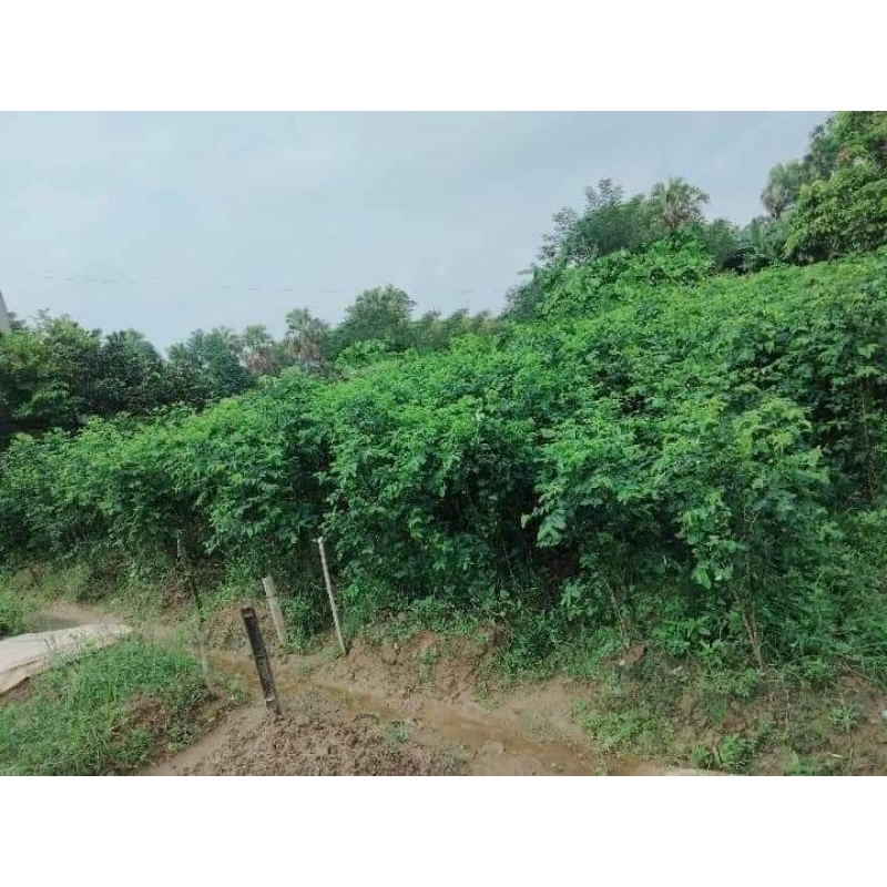 COMBO 10 CÂY GIỐNG RAU NGÓT💯 CÂY LÂU NĂM CỰC DỄ TRỒNG