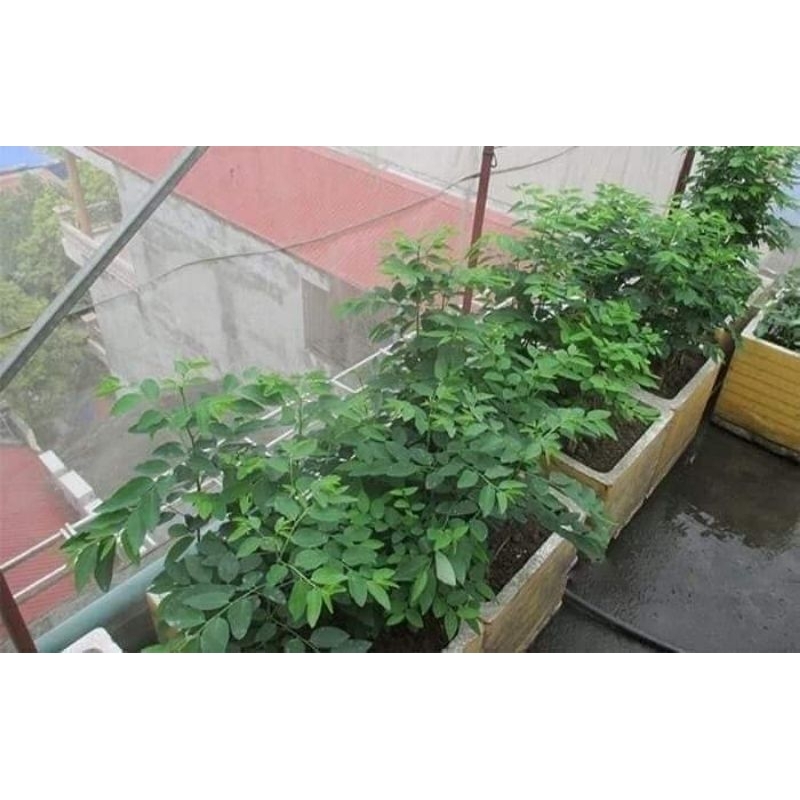 COMBO 10 CÂY GIỐNG RAU NGÓT💯 CÂY LÂU NĂM CỰC DỄ TRỒNG