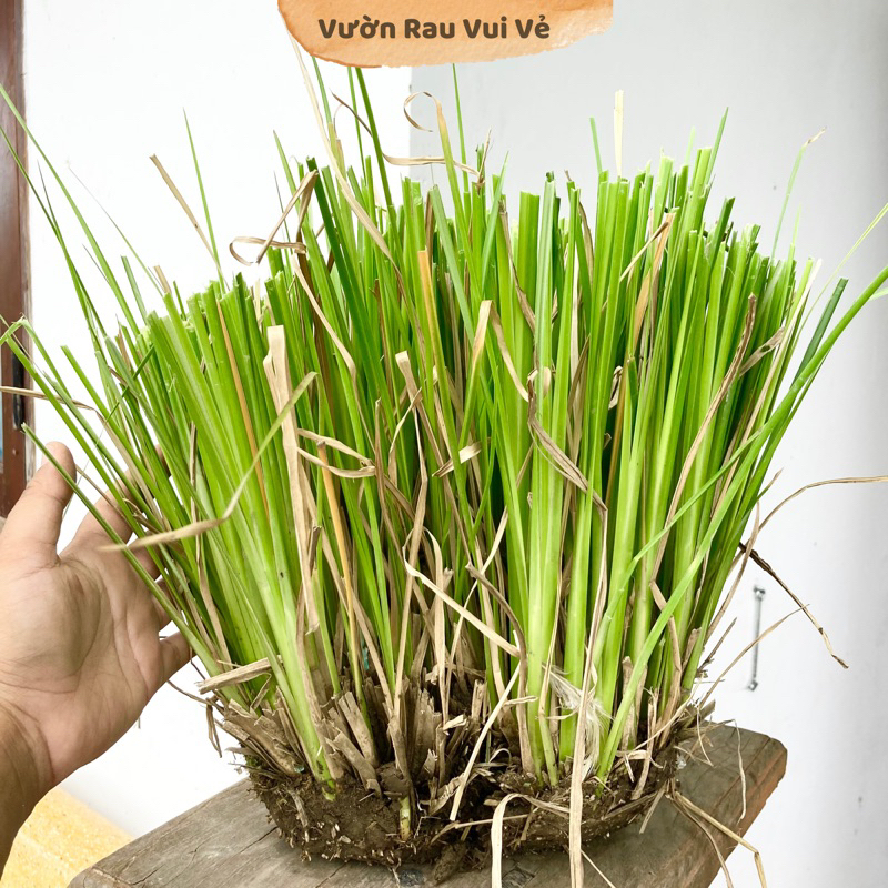 Cỏ Vetiver - 110 gốc (tép) - chống sạt lở, xử lý ô nhiễm đất và nước ...