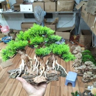 Gỗ lũa bonsai "Mẫu đại thụ" dùng trang trí cho bể cá cảnh.