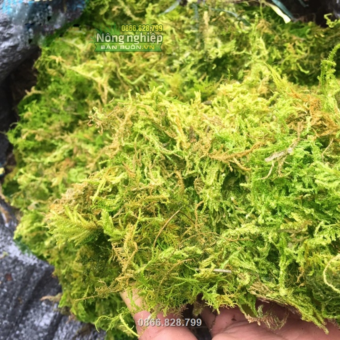 Rêu rừng organic cao cấp, số lượng có hạn | Shopee Việt Nam