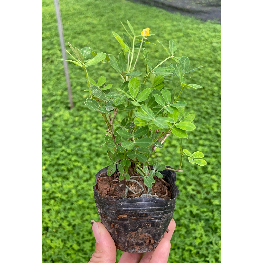 Cây cỏ lạc (lạc tiên) cao 7-10cm nhiều nhánh sum suê hoa vàng sức sống ...