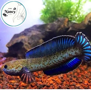 Cám AKARI BLUE Chuyên dụng Andrao và Tiểu Hoàng Đế  Blucho lóc lạnh Hỗ Trợ Sắc Tố Xanh Thức Ăn Cá Lóc | Cám Cá Lóc