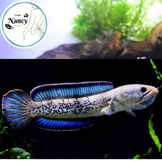 Cám AKARI BLUE Chuyên dụng Andrao và Tiểu Hoàng Đế  Blucho lóc lạnh Hỗ Trợ Sắc Tố Xanh Thức Ăn Cá Lóc | Cám Cá Lóc