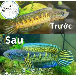 Cám AKARI MAXI hỗ trợ đa sắc  cho cá lóc nũ hoàng nhập khẩu INDO