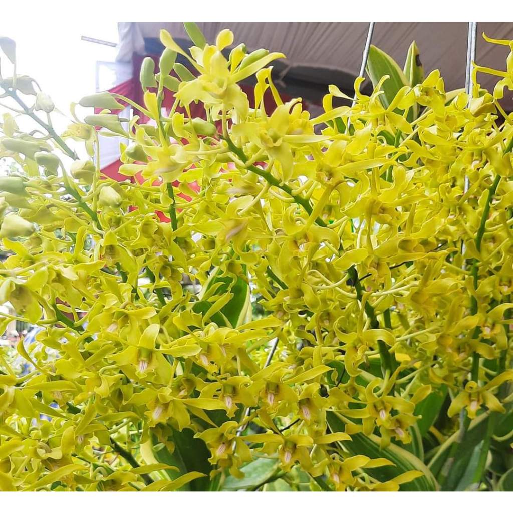 Hoa lan Dendro Rồng Xanh, rất siêng hoa, hoa lâu tàn, chậu cây tơ ...