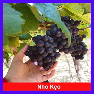 Cây Nho Kẹo - cây ghép nhanh cho quả, cây leo giàn có thể trồng chậu cây giao như video