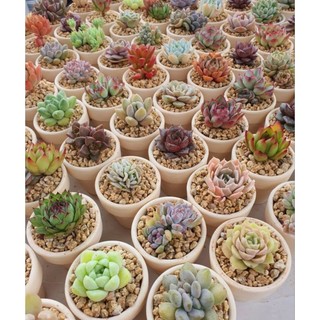 Combo 2 Chậu đất nung đỏ trồng Sen Đá và Xương Rồng size mini 5cmx4.5cm MẦM NẮNG GARDEN