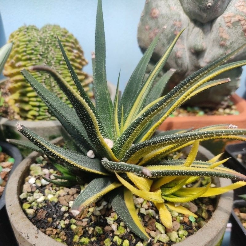 Chậu xương rồng móng rồng - Haworthia Attenuata Var. Radula | Shopee ...