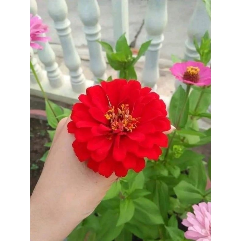 200 hạt giống cúc lá nhám nhiều màu 🌻 Siêu Xinh💥 cực kỳ dễ trồng.