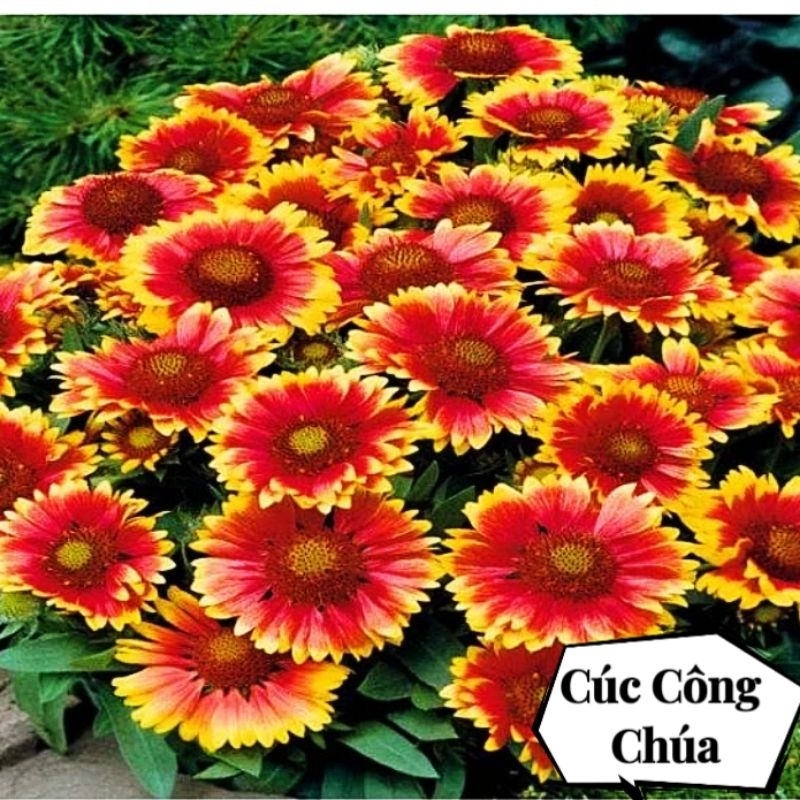 100 hạt giống hoa cúc công chúa 🤗💓 Siêu Xinh, hoa cực bền🌹🌹 lâu năm đẹp xuất sắc